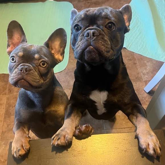 🎉 6 PM EST @JenniePollock is Live! LIVE SHOW NOTIFICATION!! 🎉 - Picture 2 of 13